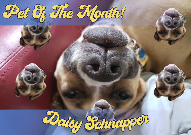 Carousel Slide 1: Pet of The Month: Daisy Schanpper