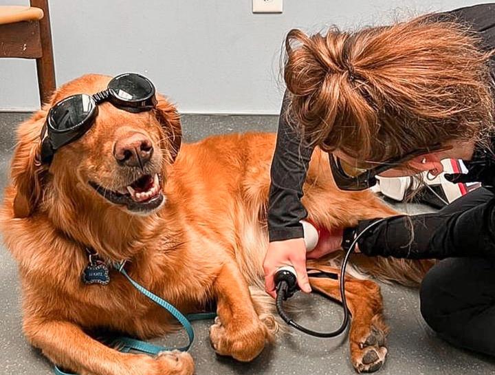 Laser Therapy for Pets