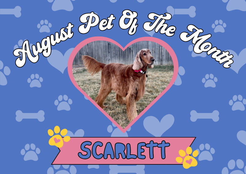 Carousel Slide 2: Pet of the Month!