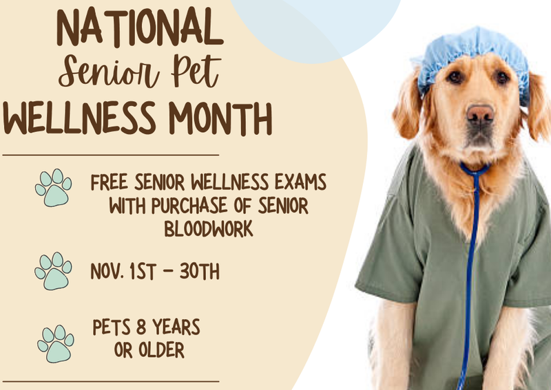 Carousel Slide 1: FREE bi-annual senior exams for the month of November, with the purchase of senior bloodwork!