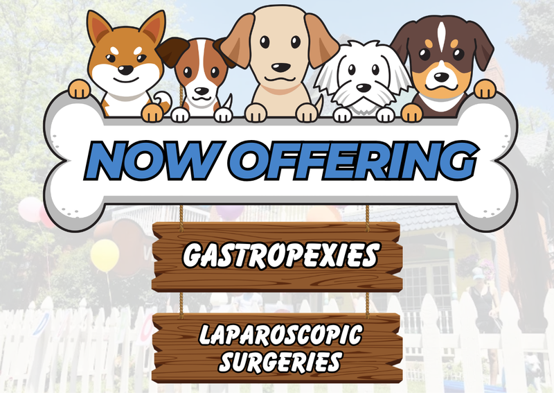 Carousel Slide 1: Now Offering Gastropexies & Laparscopic Spays/Neuters