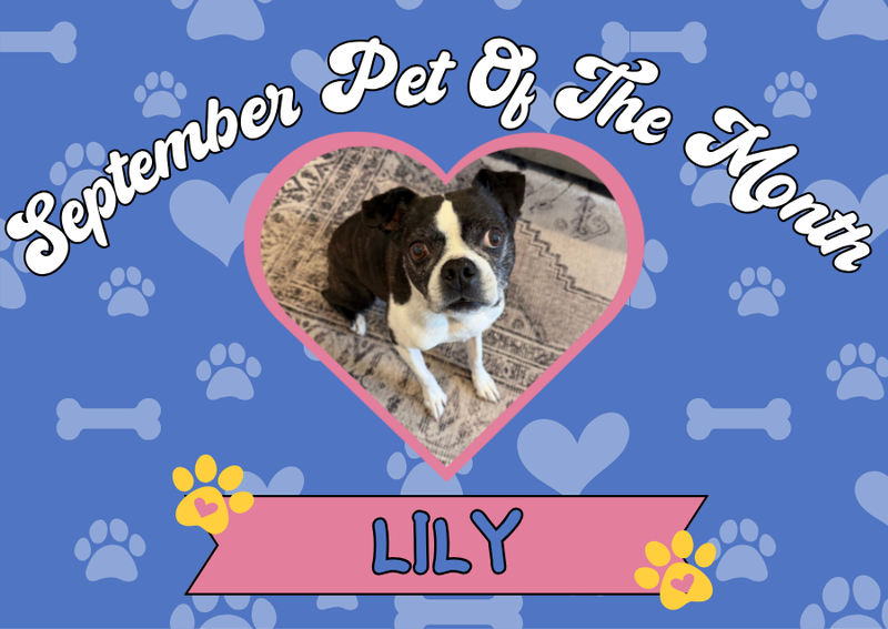Carousel Slide 2: Pet of the Month!